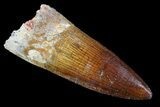 Spinosaurus Tooth - Top % Preservation #74929-1
